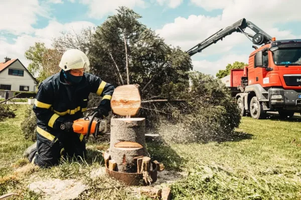 Powalone drzewo w Tomaszewie – interwencja strażaków