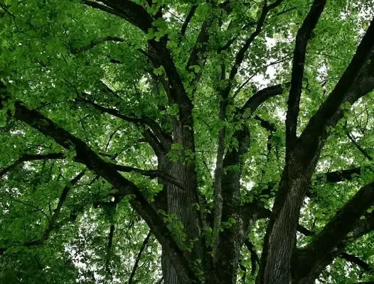 Brodnica: prace pielęgnacyjne drzew nad ciekiem wodnym – utrudnienia w ruchu