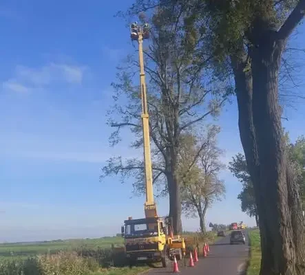Gmina Zbiczno pielęgnuje Aleję Lipową w Pokrzydowie – 47 drzew pod opieką specjalistów
