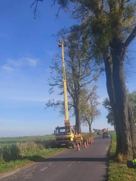 Gmina Zbiczno pielęgnuje Aleję Lipową w Pokrzydowie – 47 drzew pod opieką specjalistów