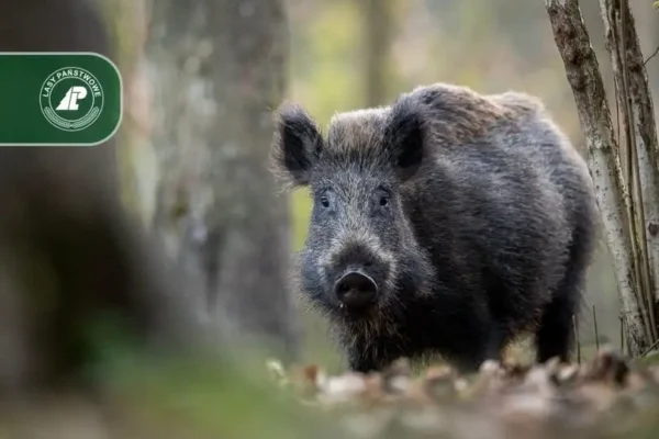 ASF wciąż groźny. Leśnicy walczą z wirusem barierami zapachowymi